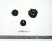 FRUIT